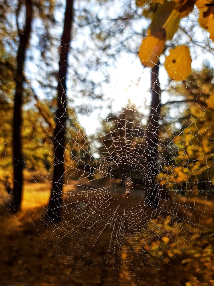 Photograph by  Сергей