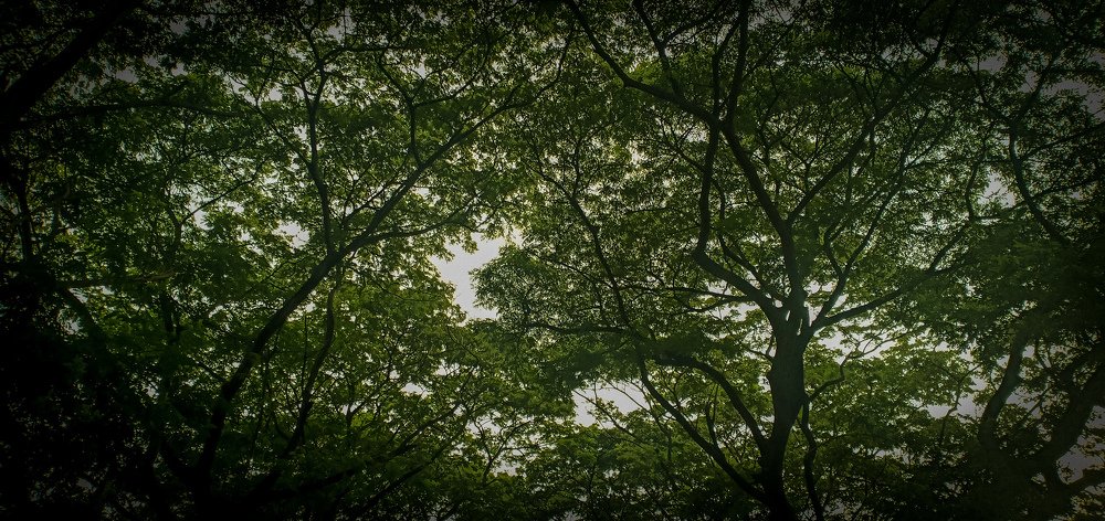 Photograph by Anna Joy Umali