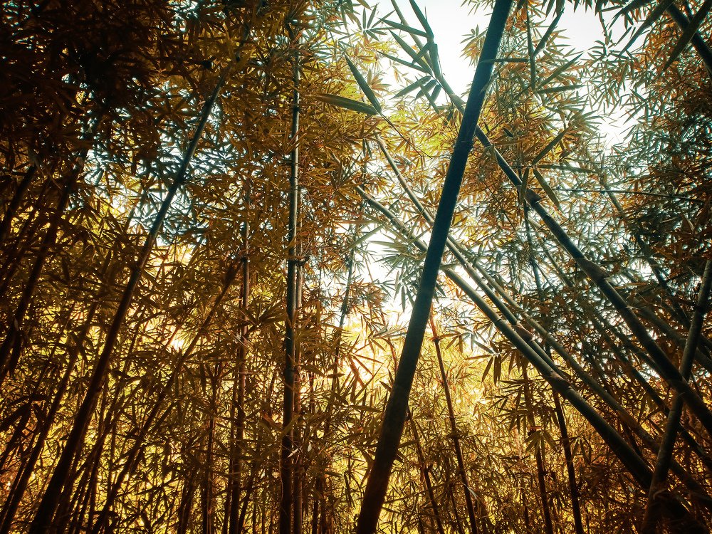Photograph by Anna Joy Umali