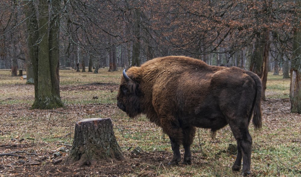 Фотография автора Марина Савчиц