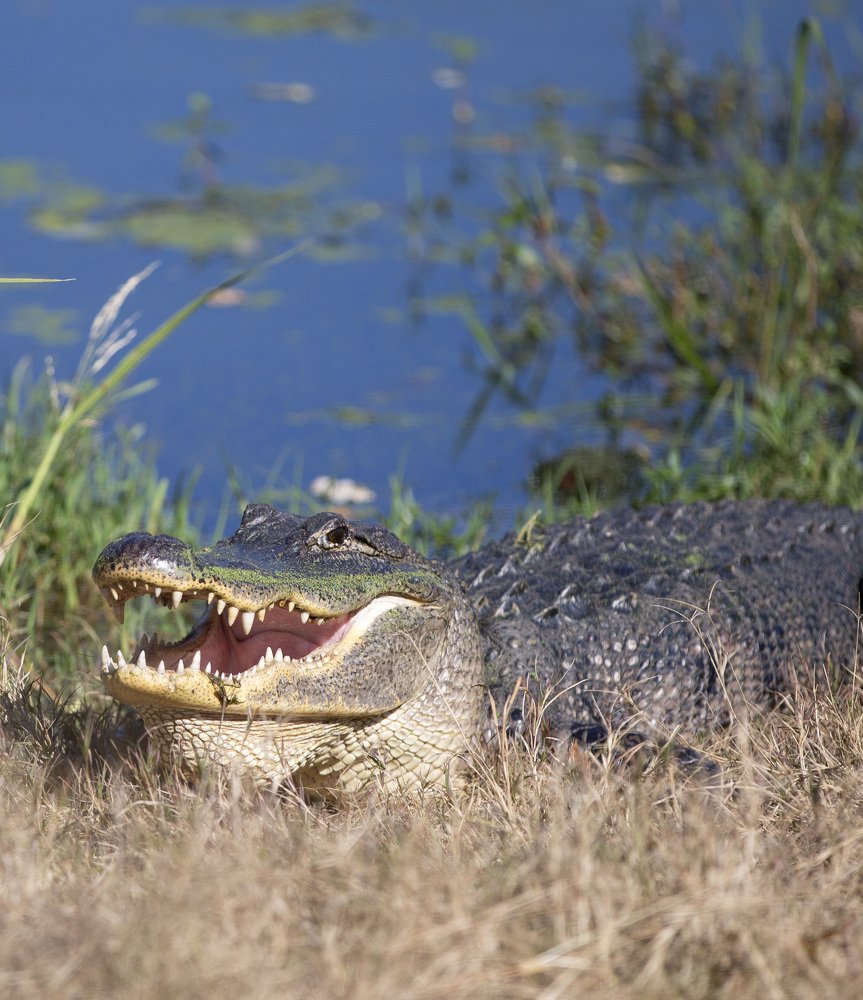 Waiting for the food