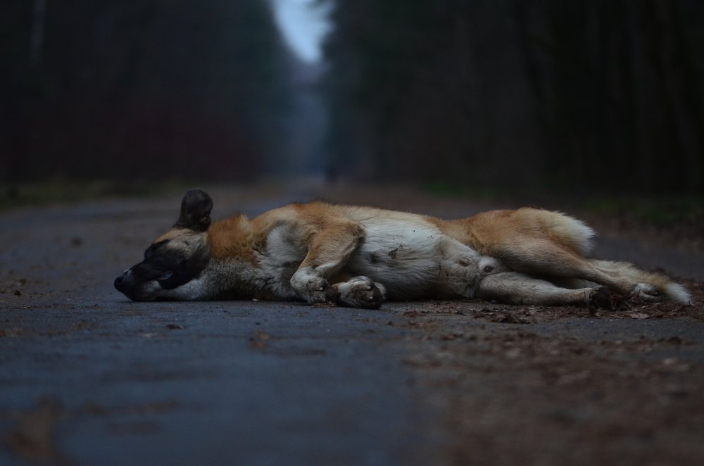 Photograph by Дмитрий Беликов