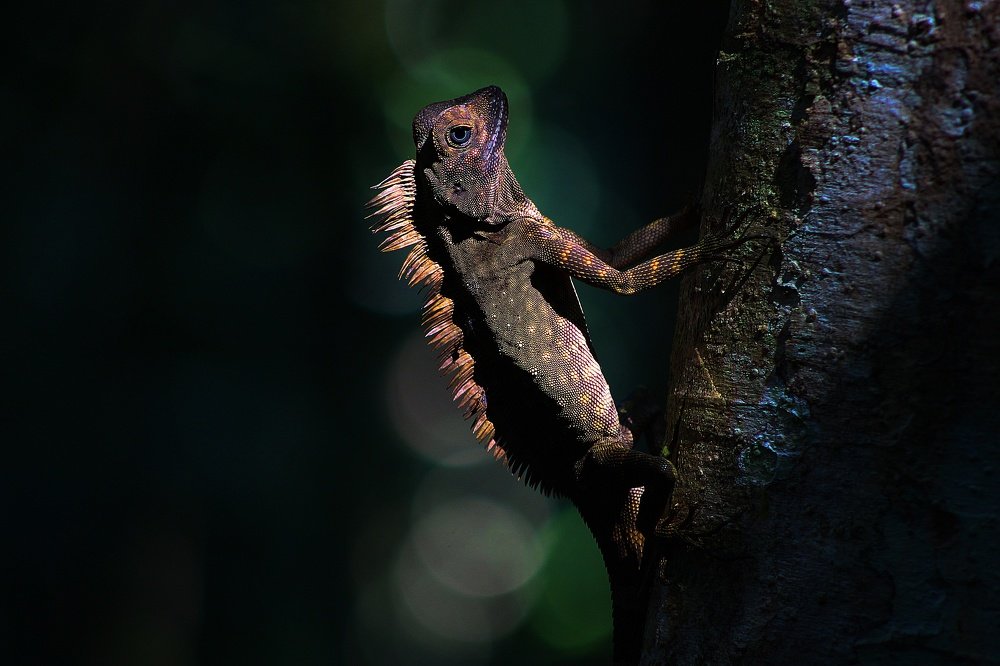 Photograph by Deirdre Julius Kulip