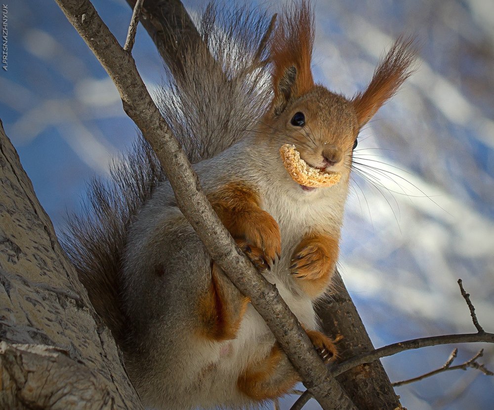 Фотография автора Andrey Pristyazhnyuk