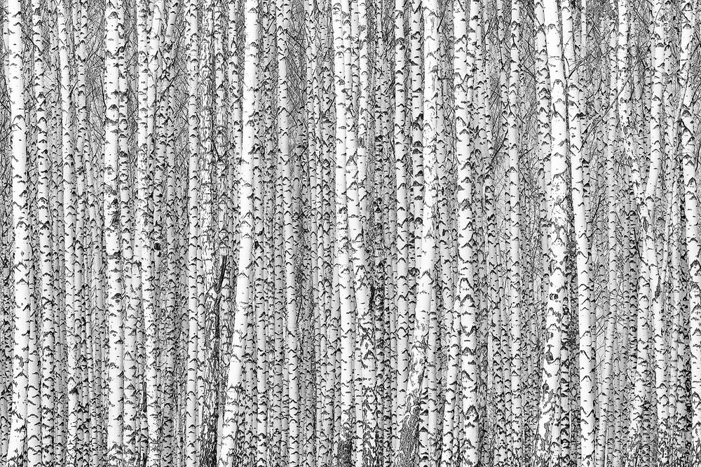 Березовый ситец.