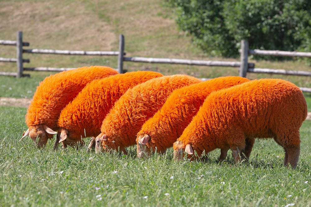 Фотография автора Юрий Сорокин