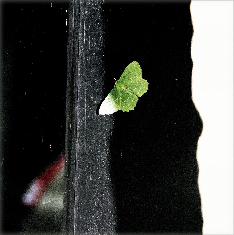 Butterfly Of The Prophet ...
