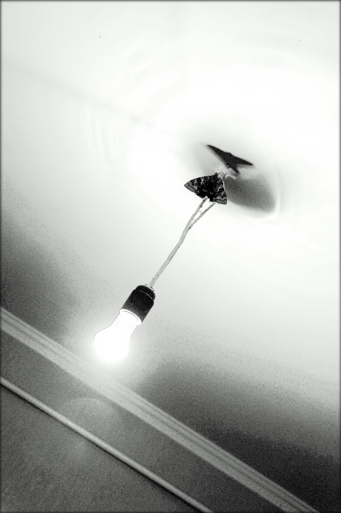 School Of The " Gray Moth " ... Night Guest ...