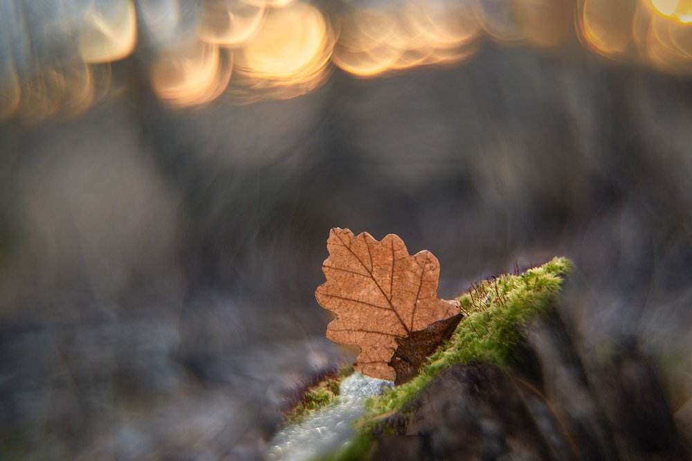 Photograph by Алексей Чистяков