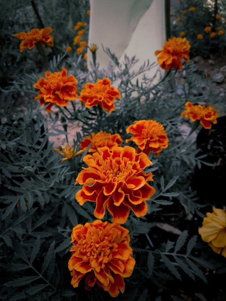 Photograph by Ian Ken Arenas