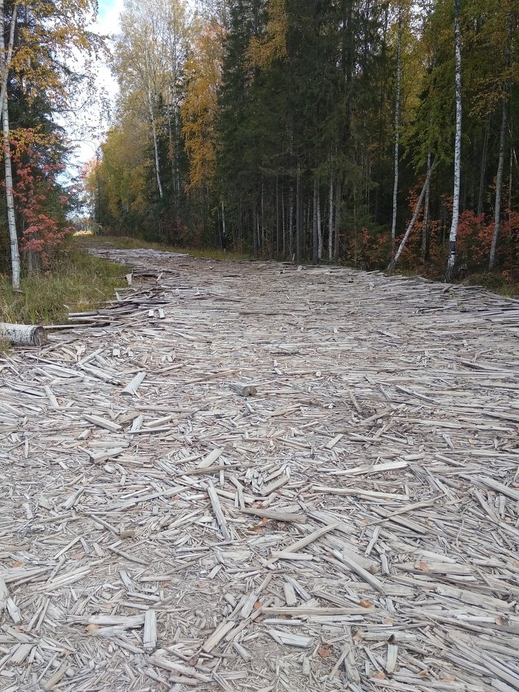Дорога тайги.