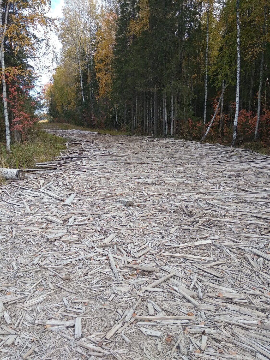 Дорога тайги.