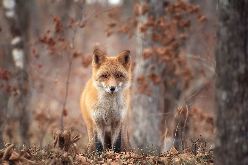 Photograph by Шинкарева Елена
