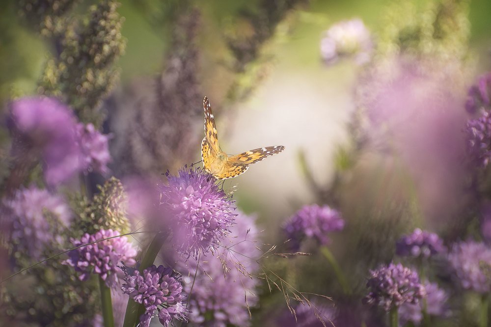 В сиреневых тонах