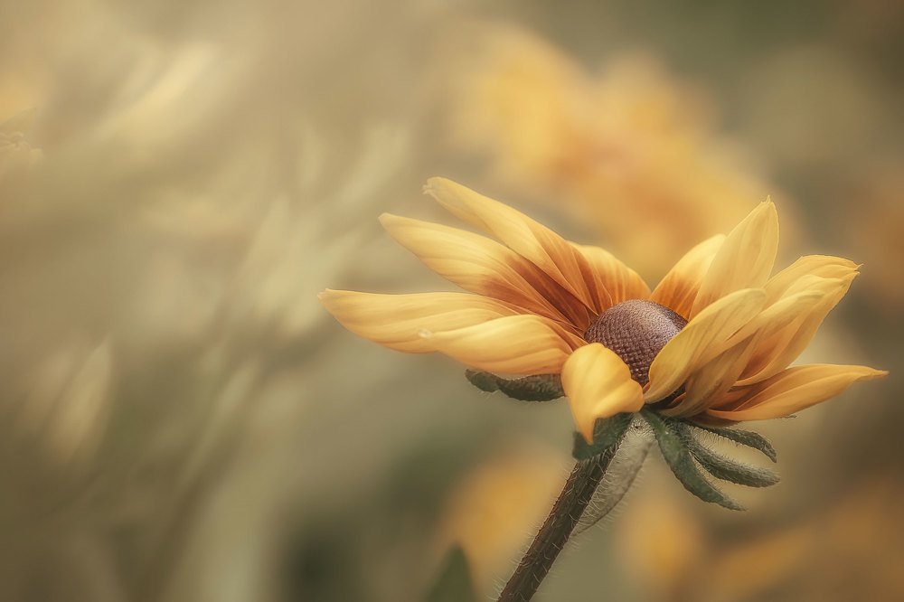 Аромат осени