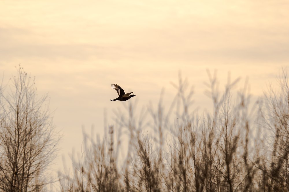 Тетерев в полете над полем