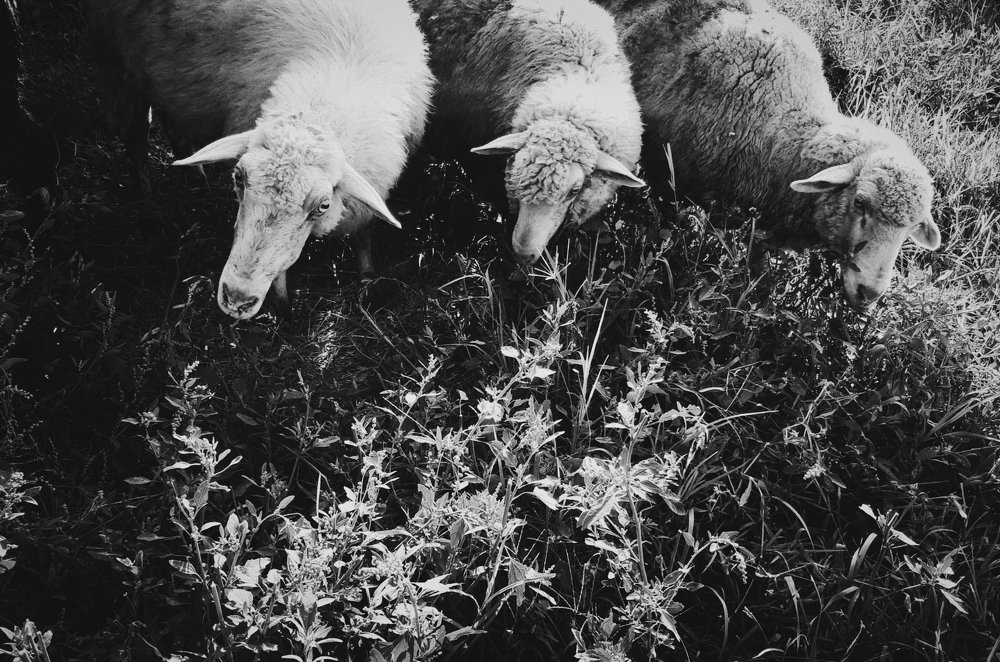 Three sheeps