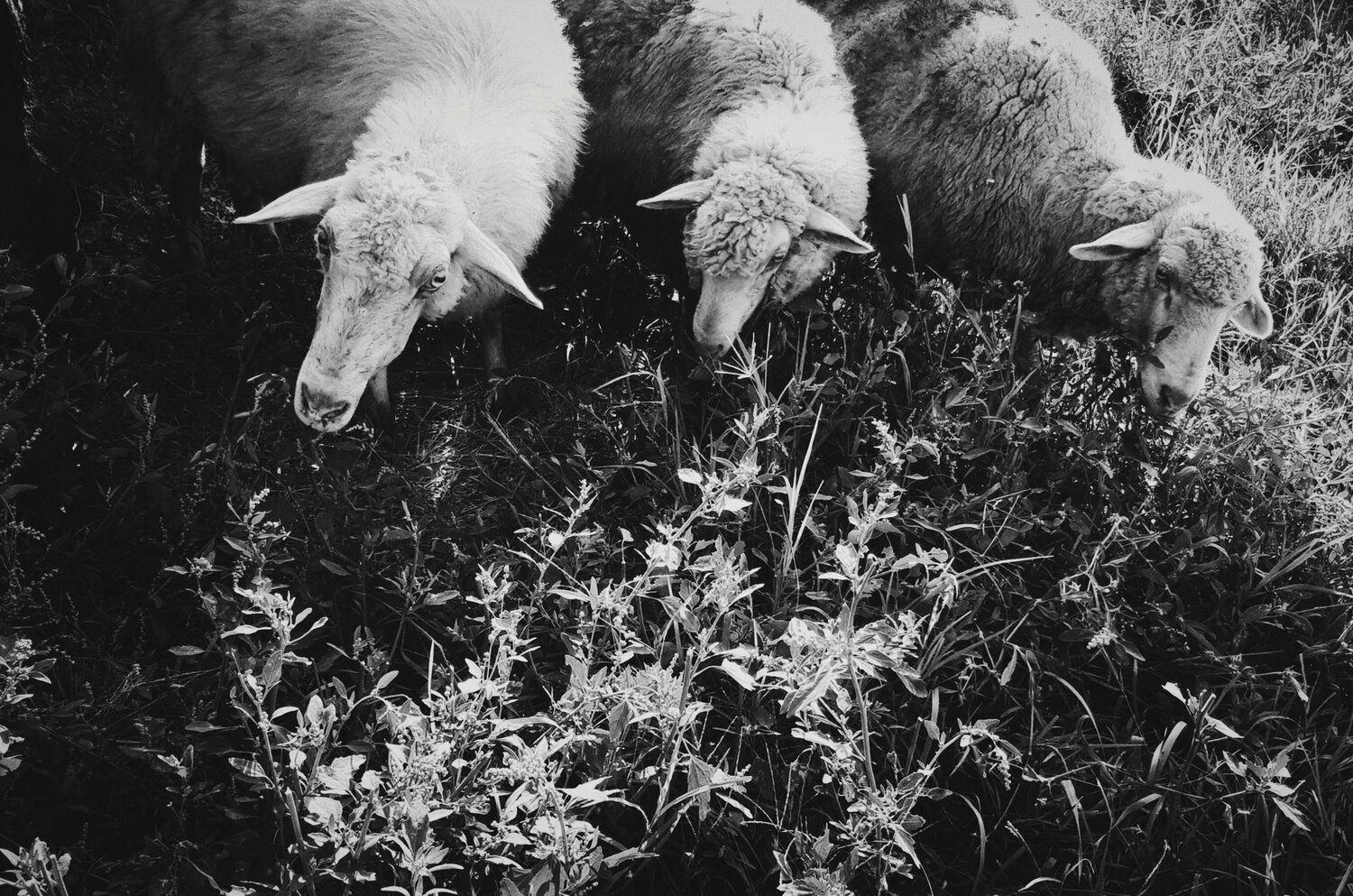 Three sheeps
