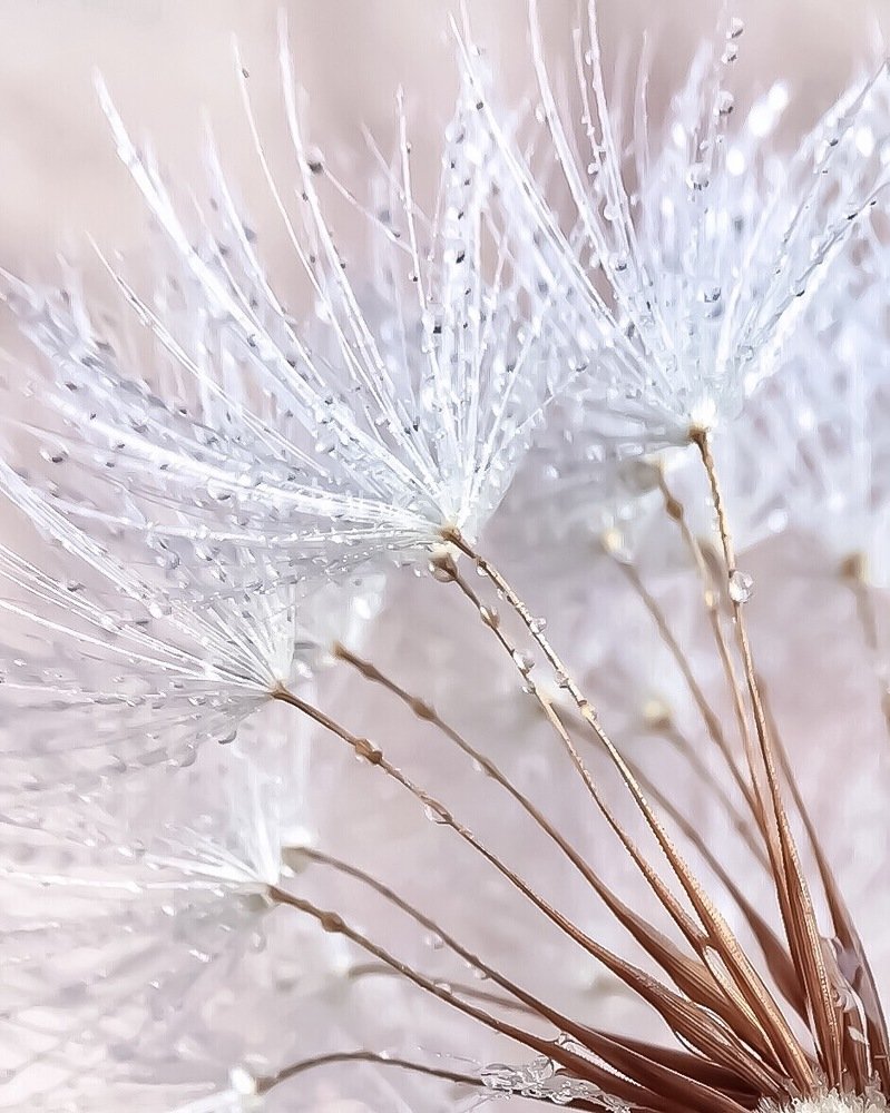 Розовые парашютики