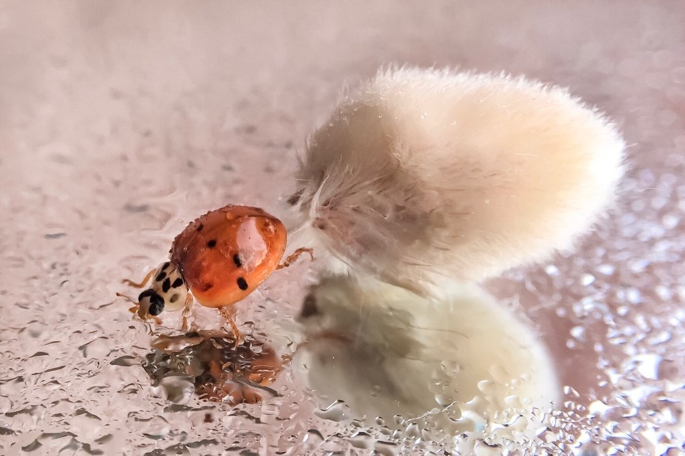 Photograph by Алена Царицына