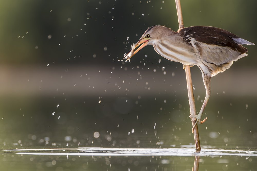 Photograph by Szűcs Boldizsár
