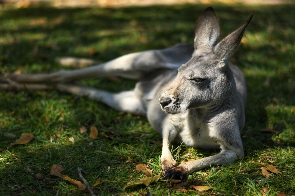 Kangaroo-Low Key light candid shot