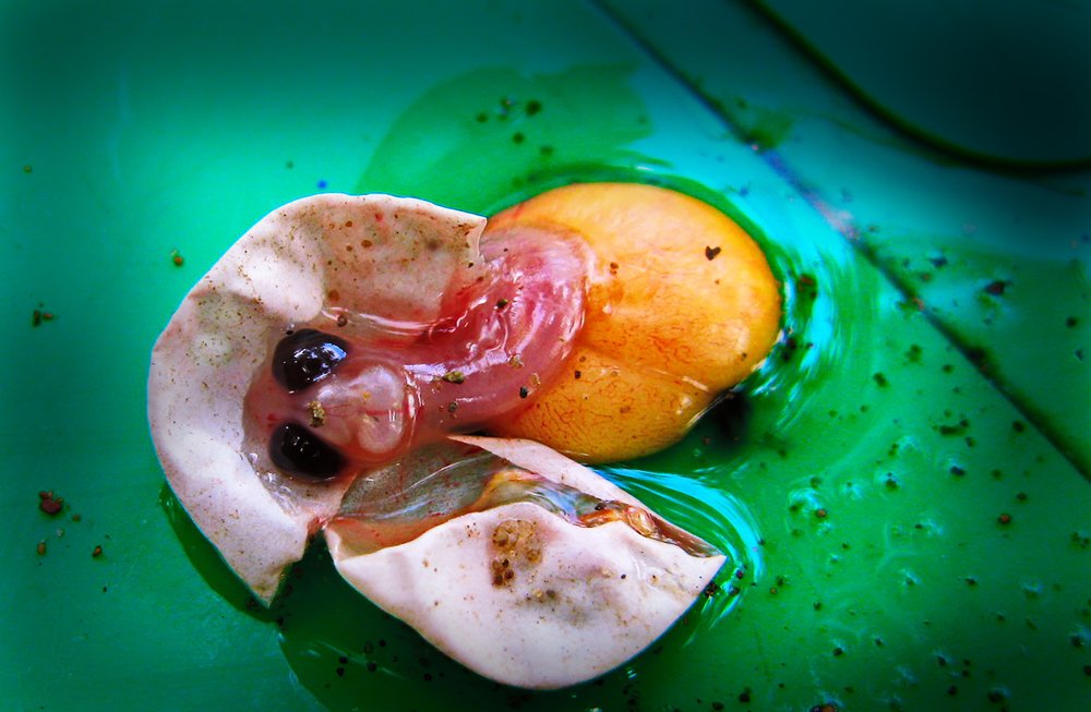 Photograph by петр чиков