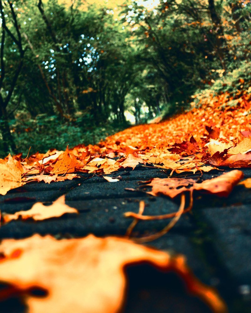 Photograph by Florentina-Adriana Vasilescu
