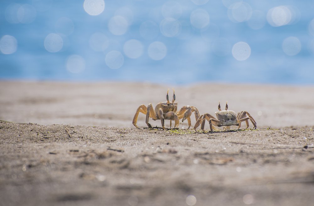 Краб призрак (ghost crab)