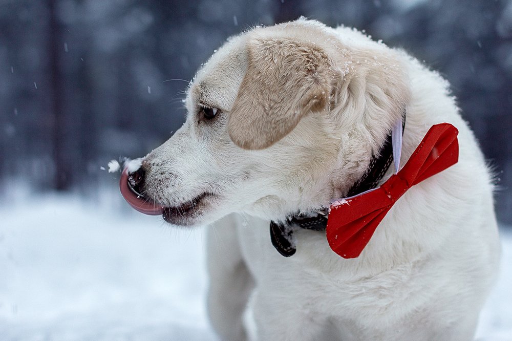 Photograph by Евгения Немчнова