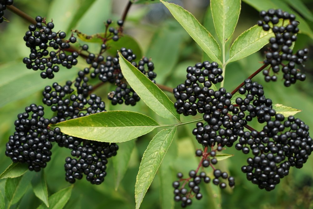 Фотография автора Ирина Зайцева