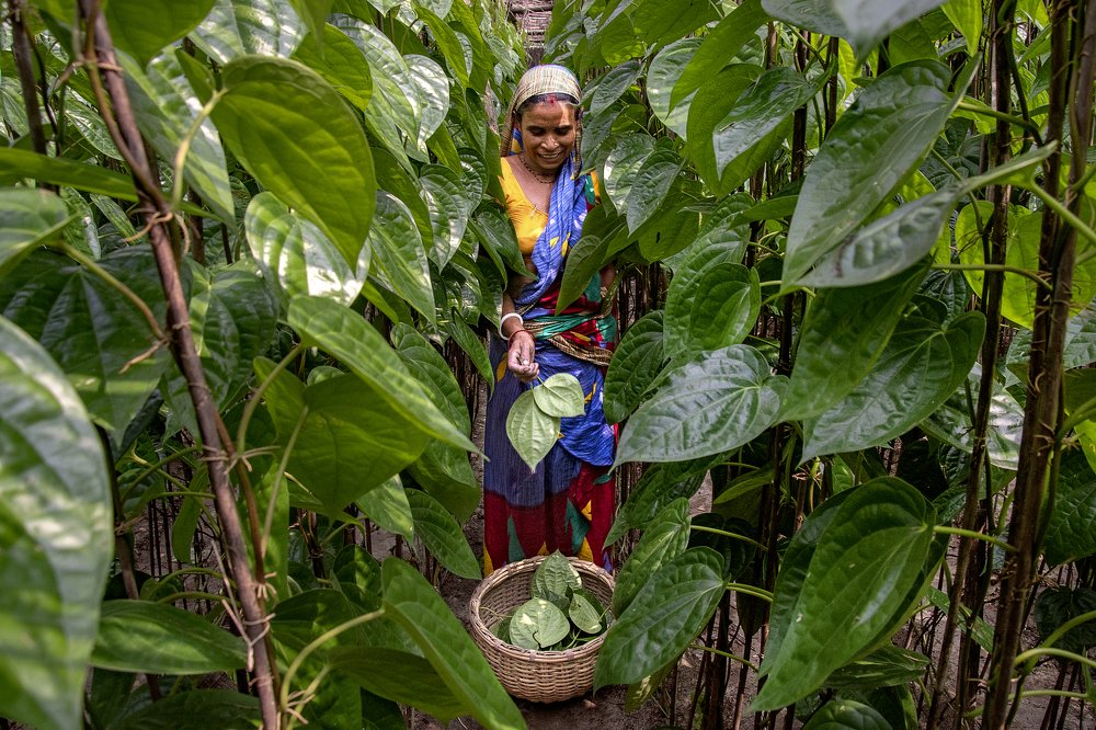 Betel leaf collector