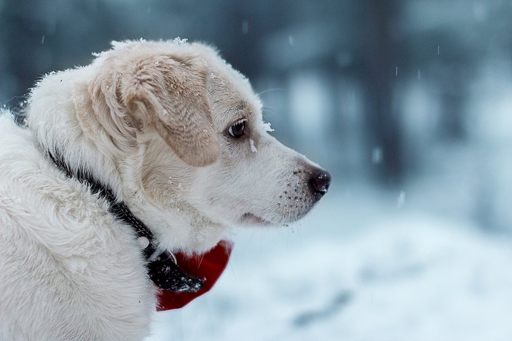 Photograph by Евгения Немчнова