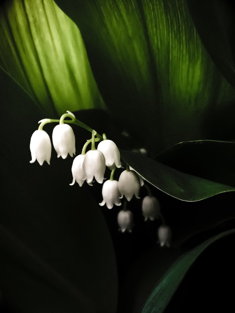 Photograph by Светлана Шибаршина