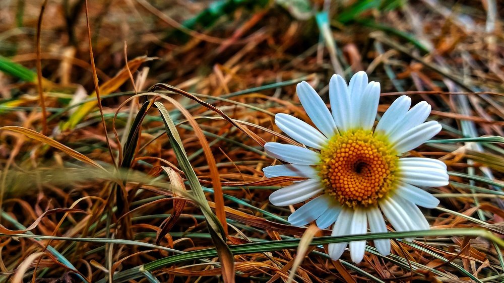 Летний зной