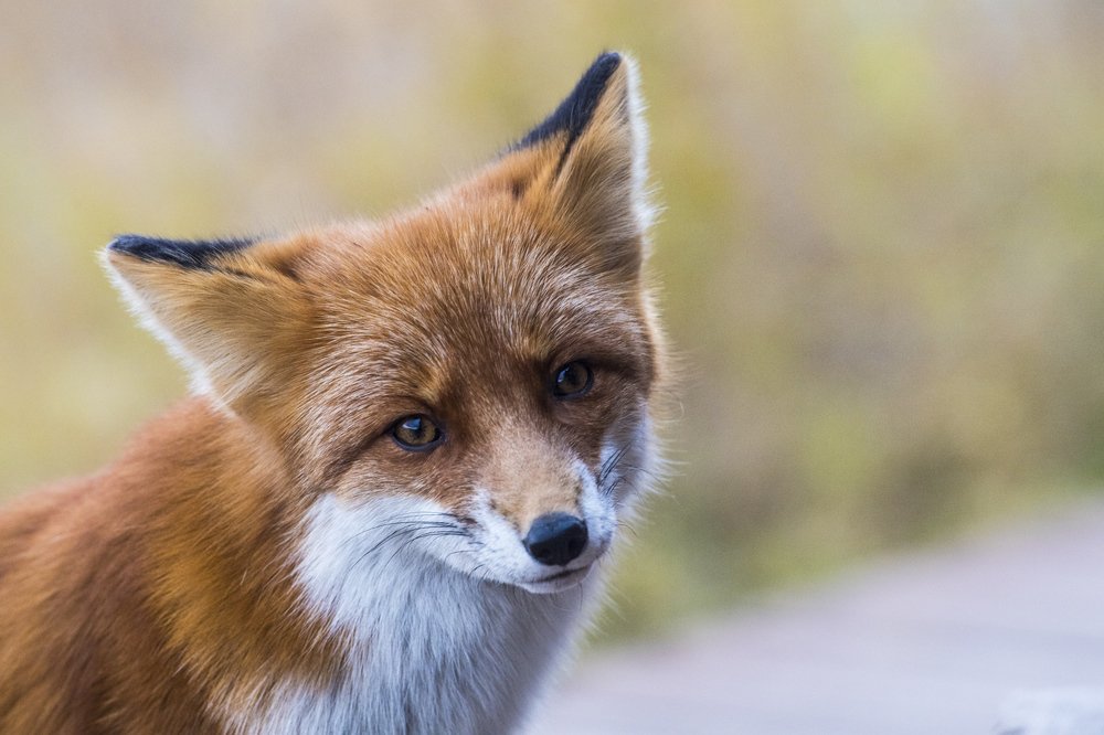 Photograph by Алексей Шаскольский