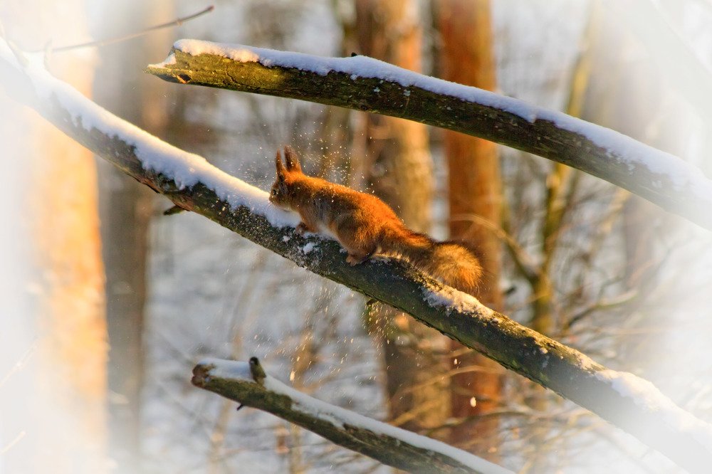 Зимние забавы!