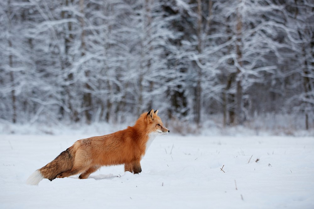 Photograph by Лана Полякова