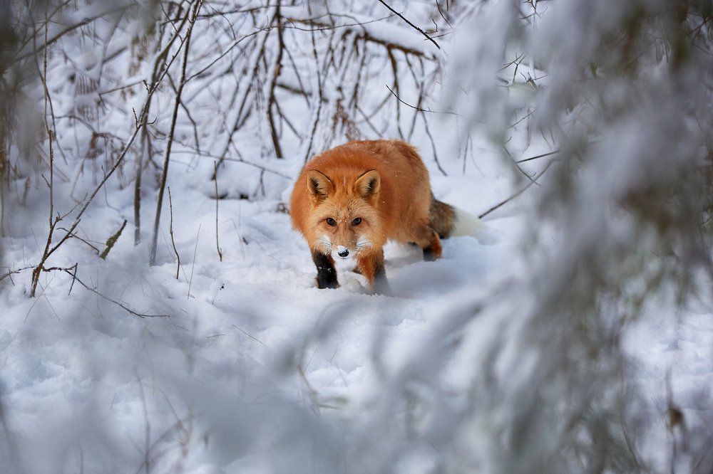 Photograph by Лана Полякова