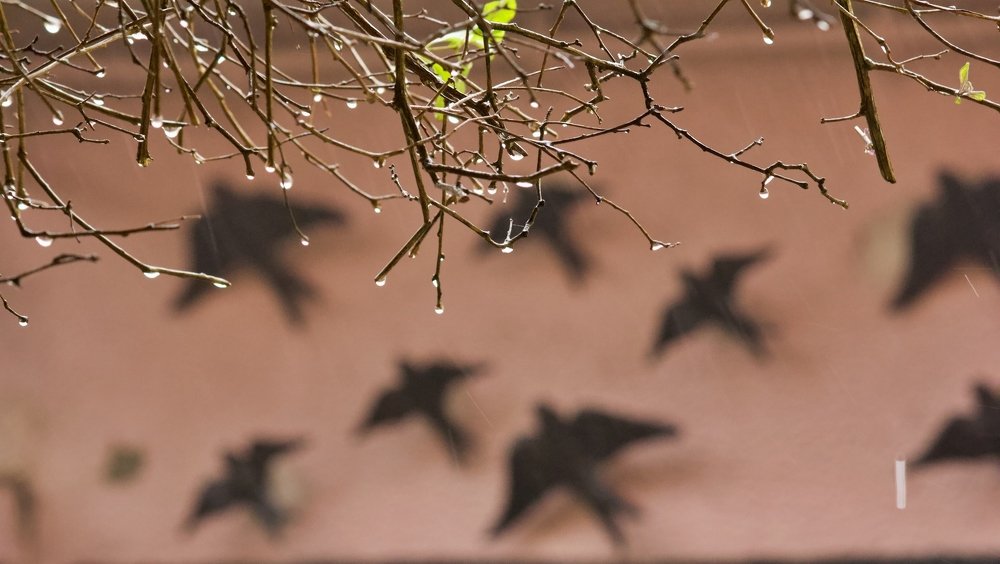 Birds and rain