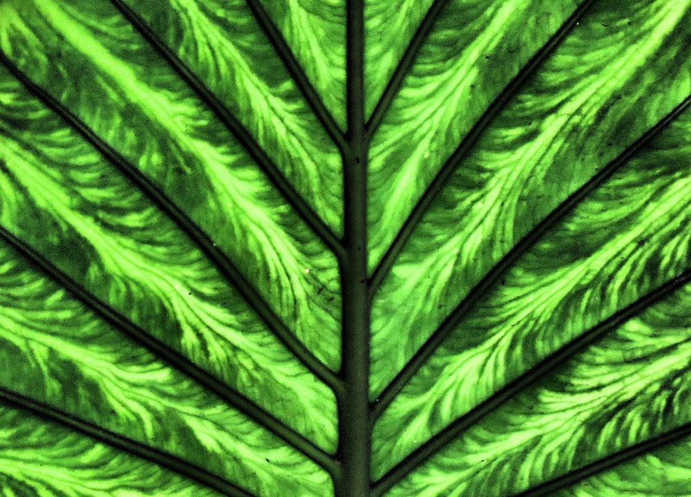 Photograph by Celina CelyTessy