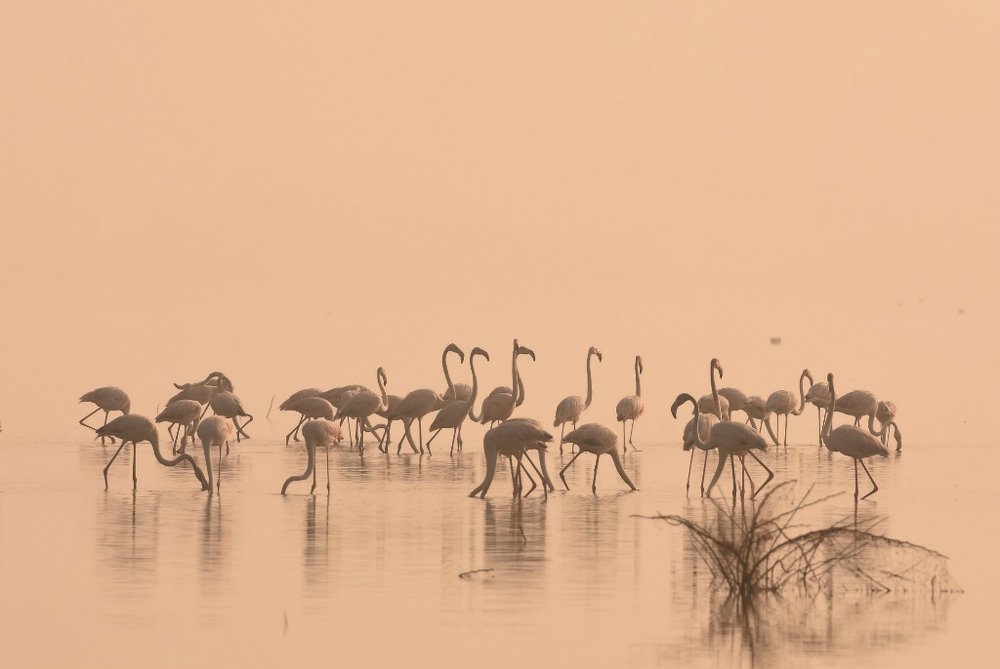 Flamingos walk in the mist