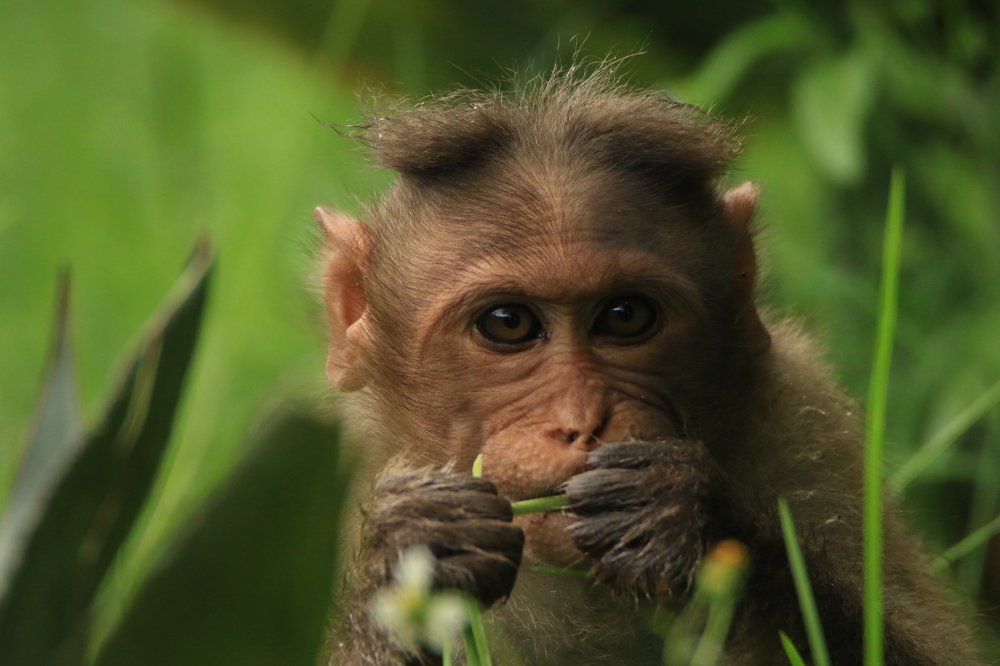 Photograph by Mohanraj Murugesan