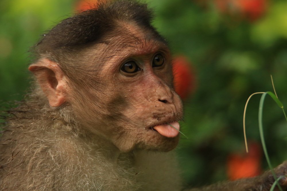 Photograph by Mohanraj Murugesan