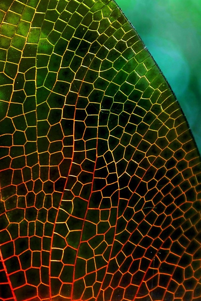 Photograph by Mizanur Rahman Muhammad