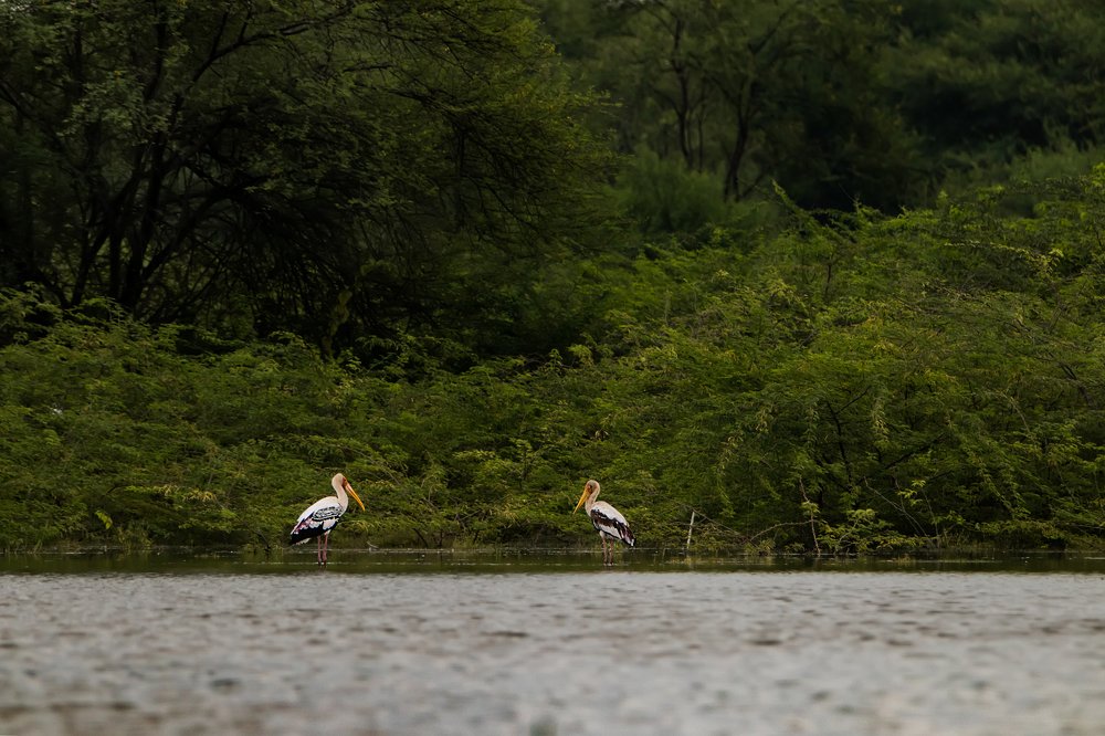Painted storks and it's habitat