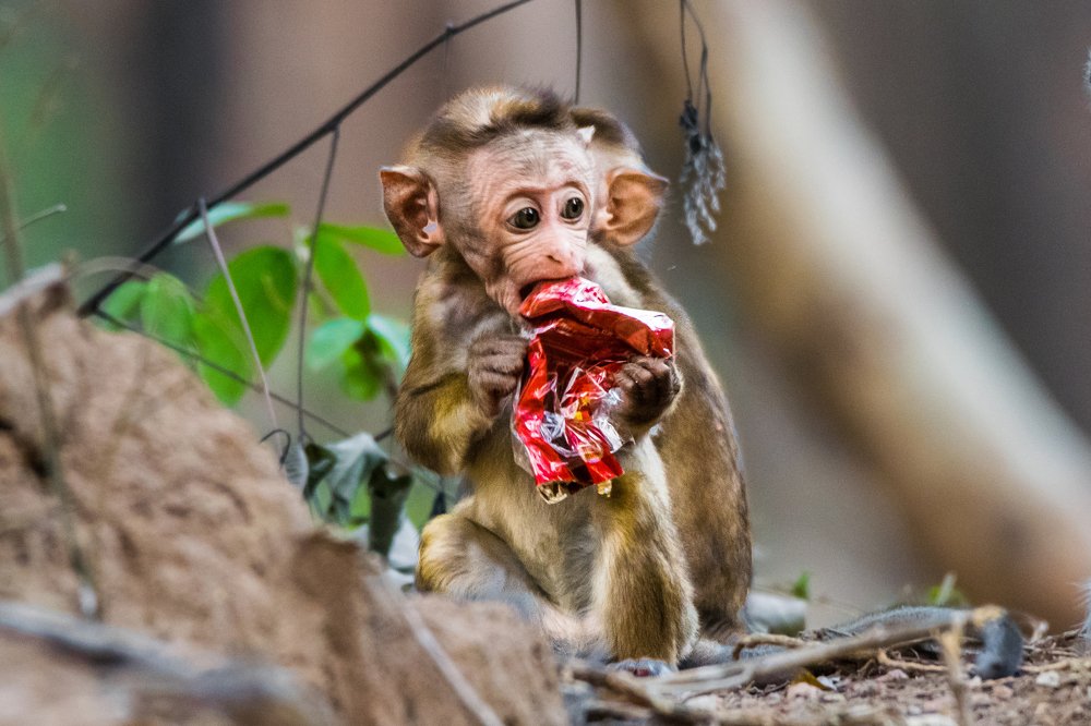 Monkey eating plastic