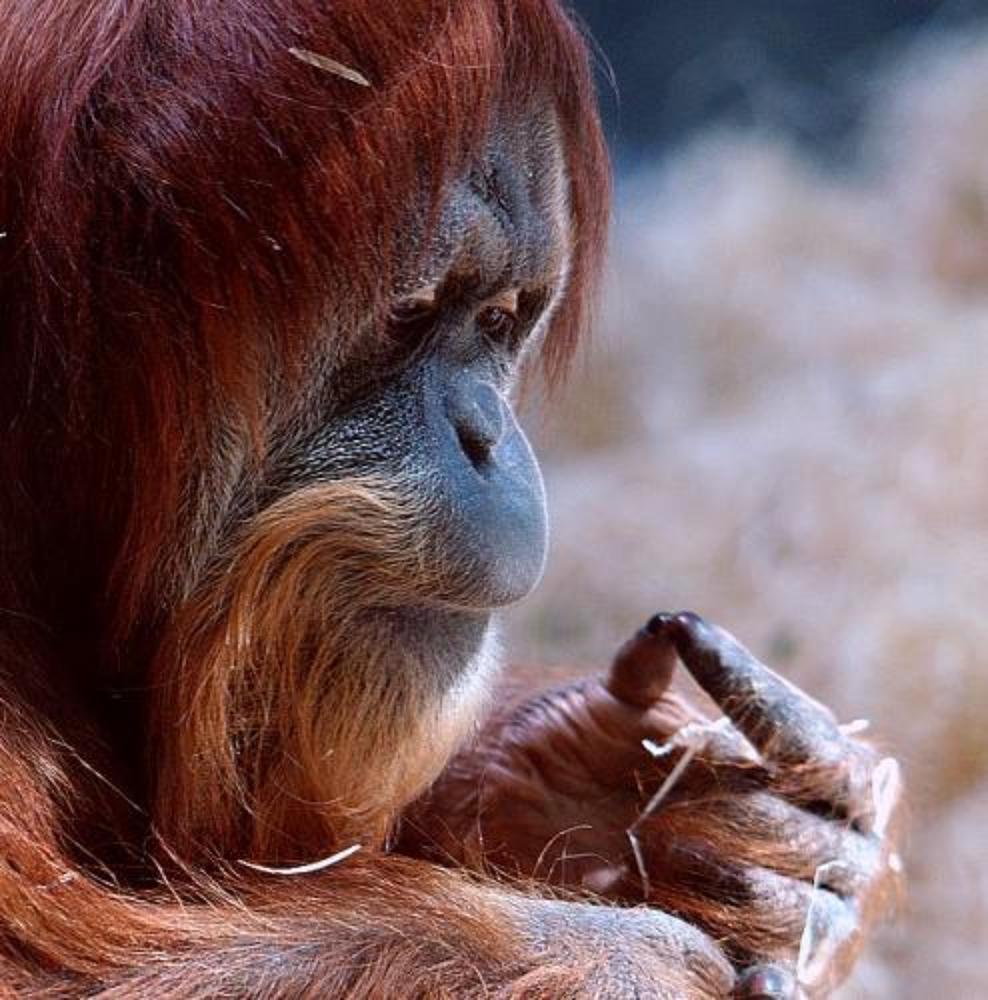 Photograph by Lev Prilutsky