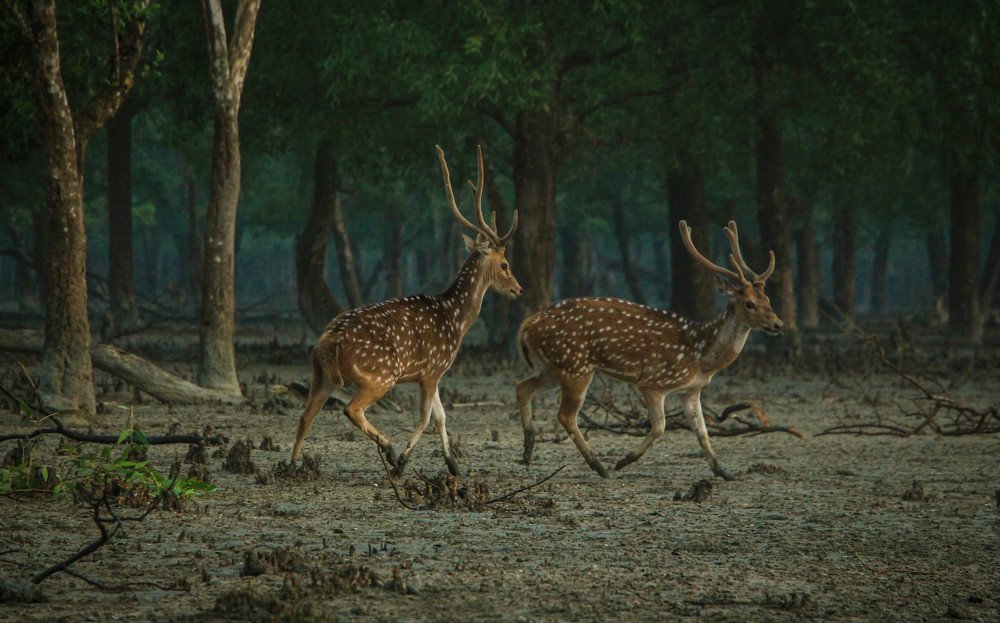 Spotted deer