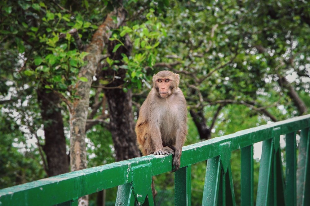 Photograph by Gazi Ishmam Hasan